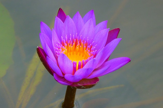 water-lily-139364_640