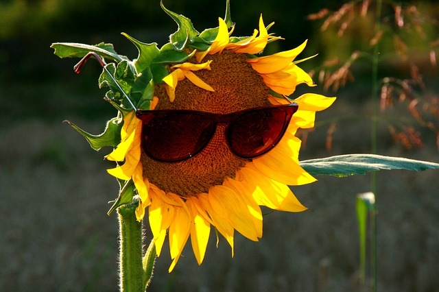 sunflower-846995_640