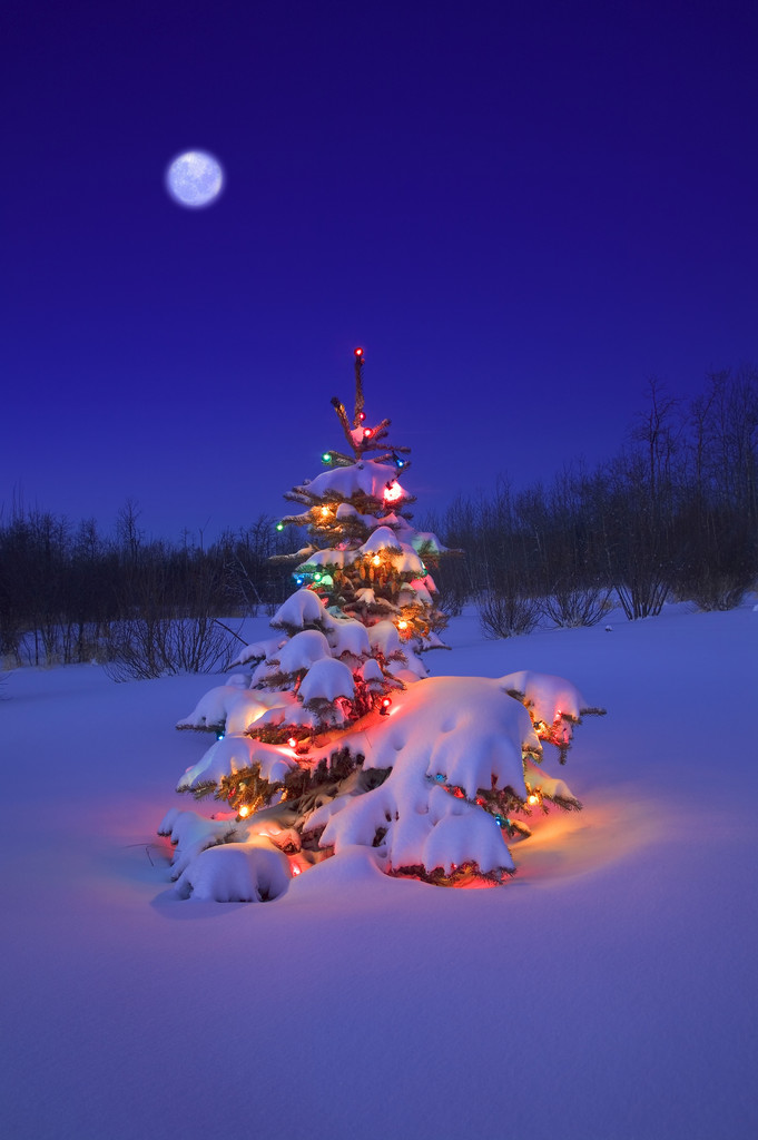 Glowing Christmas Tree in Snow