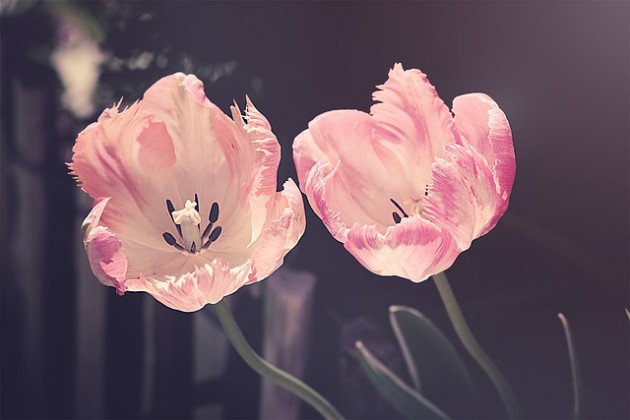 tulips-3339416_640